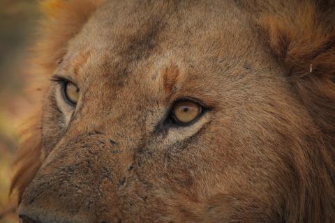Simba Eye