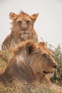 Lion Brothers