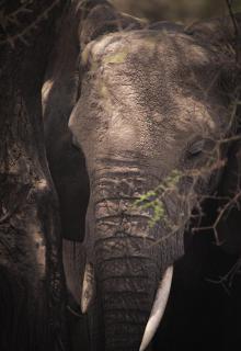 Elefant Schattenspiel
