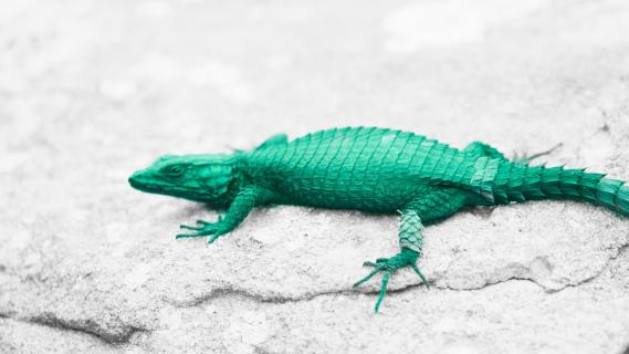 Green Lizard