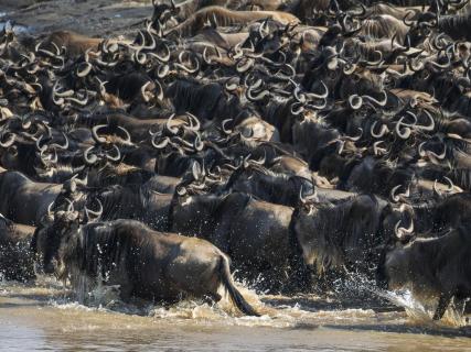 Große Migration Mara Fluss