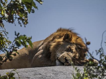 Löwe Serengeti