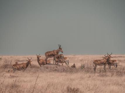 Kuhantilopen Serengeti