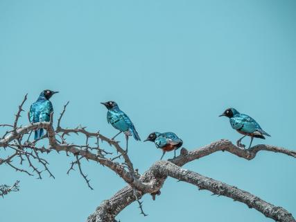 Dreifarbenglanzstar Serengeti
