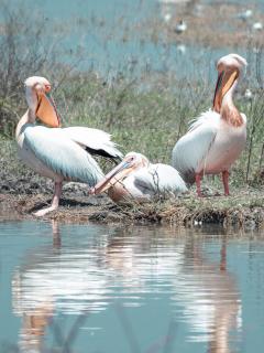 Rosapelikan Ngorongoro