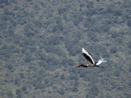 Sattelstorch Ngorongoro