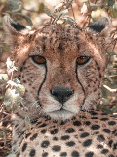 Gepard Serengeti