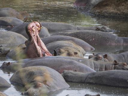 Flusspferd Serengeti