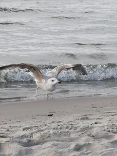 Möwe am Meer