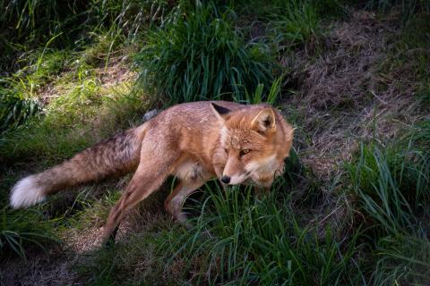 Rotfuchs