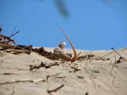 Echse - Great Sand Dunes