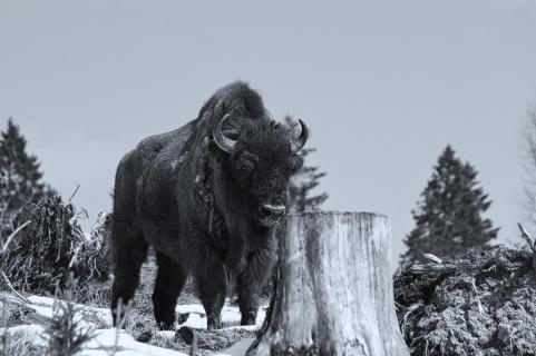 Wisent im Schnee