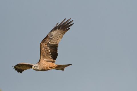 König der Lüfte