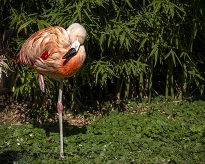 Flamingo