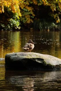 Stockente auf Stein im Wasser