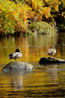 Stockenten im Herbst