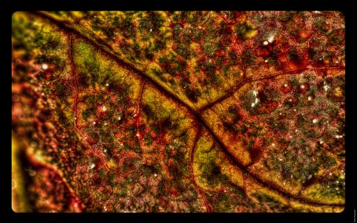 Herbstblatt am Boden 9 HDR