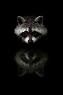 Waschbär Spiegelung