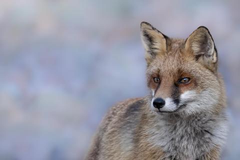 Winterfuchs