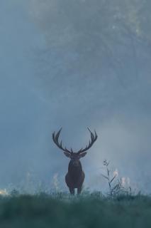 König der Wälder