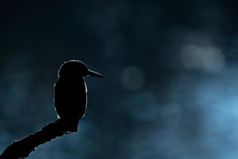 Eisvogel Silhouette