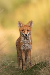 Jungfuchs