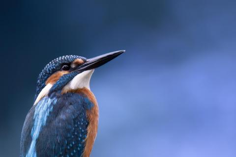 Der Eisvogel 