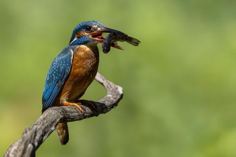 Eisvogel sitzt mit Fisch im Schnabel auf Ast (1)