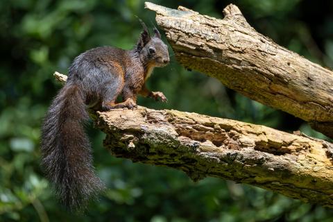 Eichhörnchen sitzt auf dem Ast mit angehobener Pfote