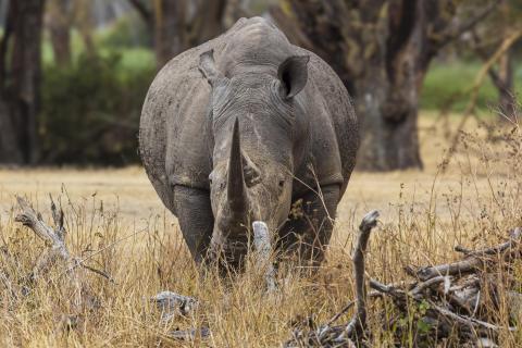 Nashornbulle frontal