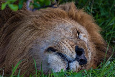 Kopfportrait vom schlafenden Löwen Maasai Mara