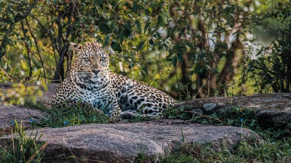 Leopard liegt unterm Strauch Maasai Mara