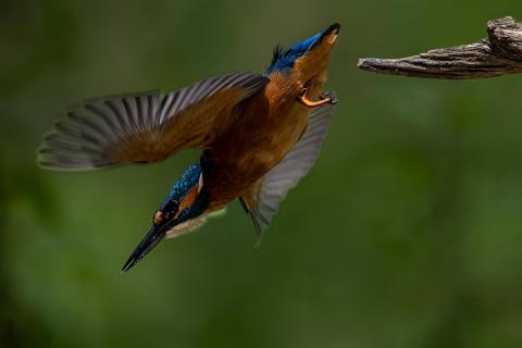 Eisvogel im Flug vom Ast