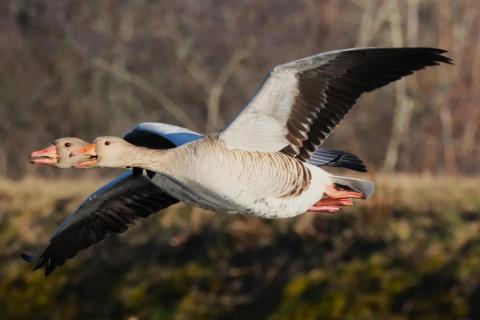 Graugänse im Paarflug