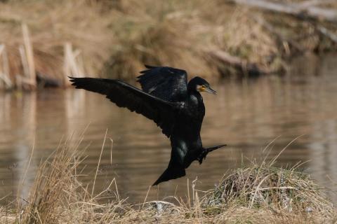 Komoran im Landeanflug