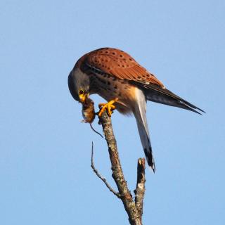 Turmfalke und Maus
