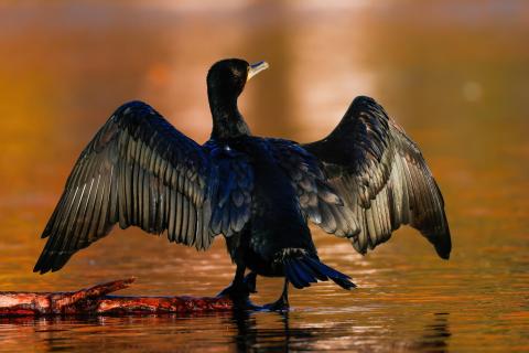 Kormoran in der Herbstsonne
