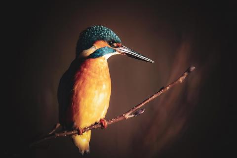 Eisvogel