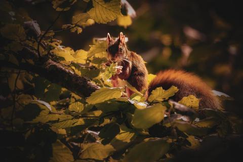 Eichhörnchen mit Nuss Trio