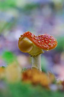 Fliegenpilz Kunterbunt