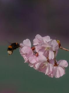 Erdhummel fliegt Kirschblüte an