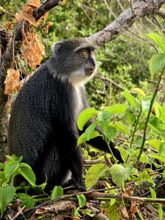 Affe
