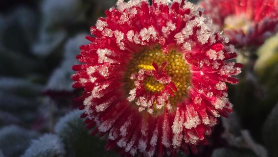 Blume im Frostkleid