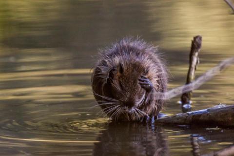 Nutria