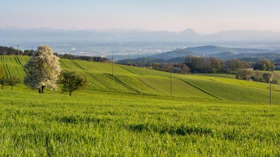 Mühlviertel