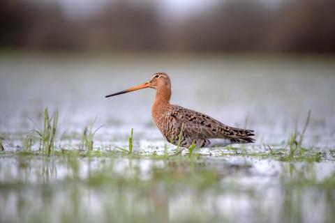 Uferschnepfe Limosa Limosa