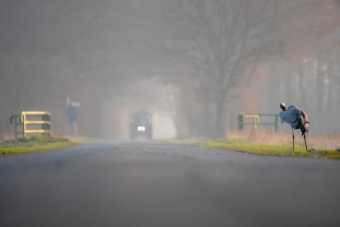 Kranich im Morgennebel