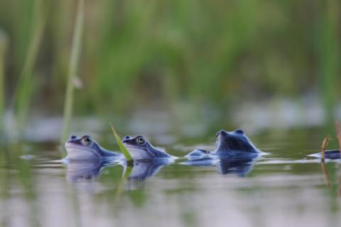 Moorfrosch Battles