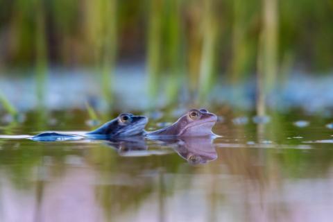 Moorfrosch Paarungsbereit