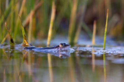Moorfrosch Relaxt